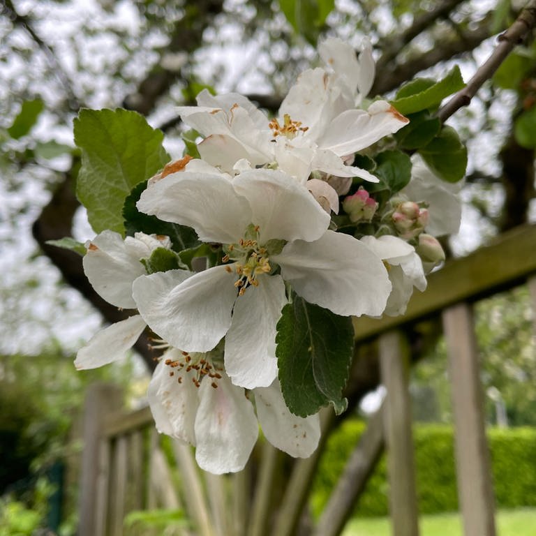 Apfelblüte in Trier